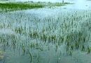অতিবৃষ্টিতে ফসলের অপুরনীয় ক্ষতি মাথায় হাত বাগদার চাষীদের