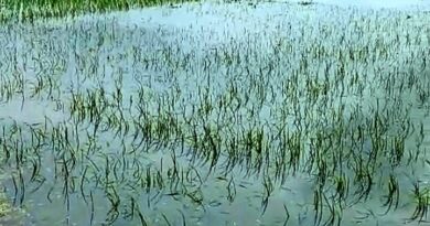 অতিবৃষ্টিতে ফসলের অপুরনীয় ক্ষতি মাথায় হাত বাগদার চাষীদের